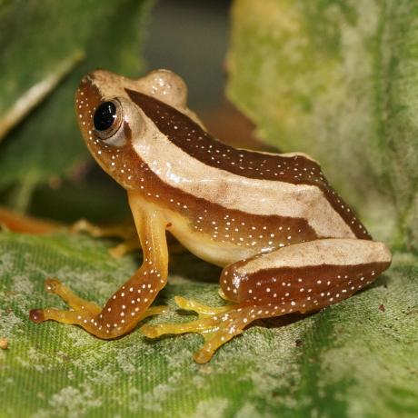 Banded Banana Frog