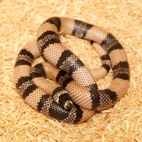 anerythristic honduran milksnake for sale anerythristic honduran milksnake for sale