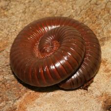 Chocolate Millipedes (Ophistreptus quineensis)