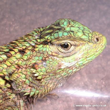 Male Emerald Swift
