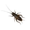 Black Crickets - Extra-Large (Bag of 500)
