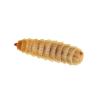 Live Calci Worms - Large (Pre-pack)