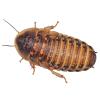 Dubia Cockroaches - Medium (Pre-pack)