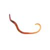 Live Small Earthworms - Small Worms (Pre-pack)