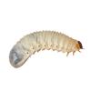 Live Fruit Beetle Grubs - (Pre-pack)