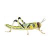 Live Locusts or Hoppers - Adult (Bag of 50) 