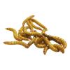 Live Mealworms - Mini (Pre-pack) Approx 40g