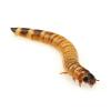 Live Morio Worms or Superworms - 40g - Tub