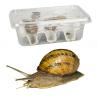 Live Edible Snails - Large (Pre-pack)