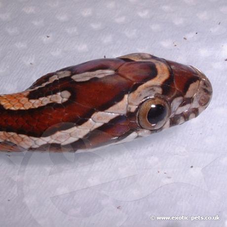 Carolina Corn Snake