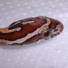 Carolina Corn Snake photo