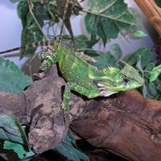 Forest Tree Dragon (Gonocephalus kuhlii)