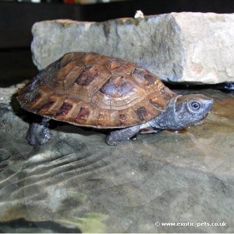 Sumatra Leaf Turtle