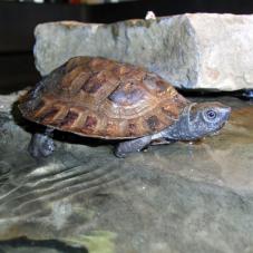 Sumatra Leaf Turtle (Cyclemys dentata)