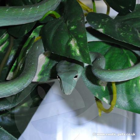 Green Vine Snake - Female
