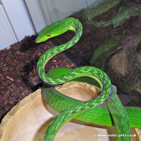 Green Vine Snake