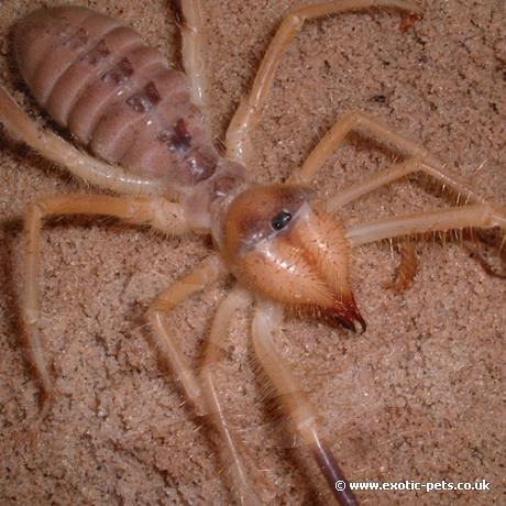 Camel Spider - Galeodes arab