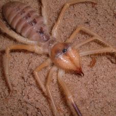 Camel Spider (Galeodes granti)