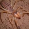 Camel Spider - Galeodes arab photo