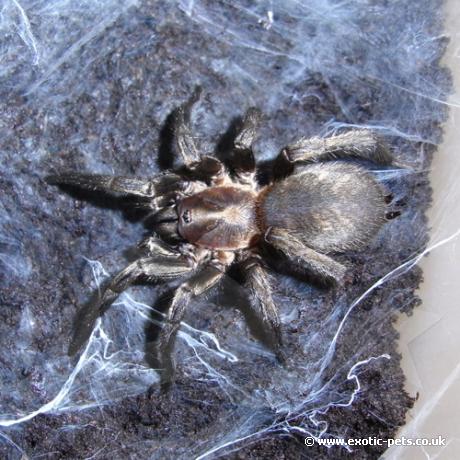 Chilean Tiger Rump Tarantula