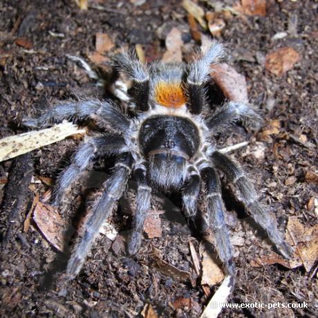 Chile Flame Tarantula - female
