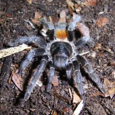 Chile Flame Tarantula (Euathlus sp.