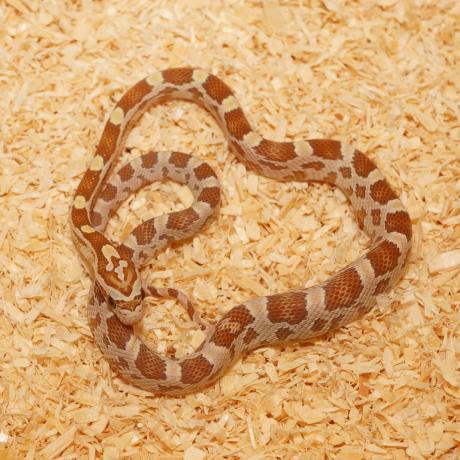 Corn Snake - Pantherophis guttatus