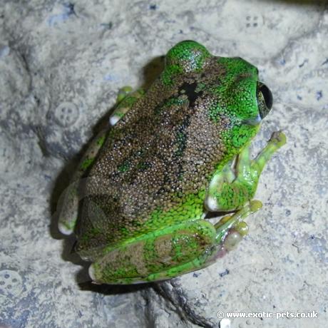 Vermiculated Tree Frog