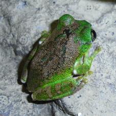 Vermiculated Tree Frog (Leptopelis vermiculatus)