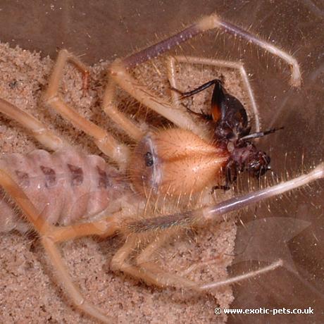 Camel Spider eating a cricket