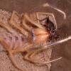 Camel Spider eating a cricket photo