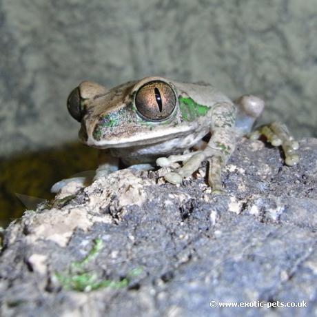 Vermiculated Tree Frog