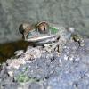 Vermiculated Tree Frog photo
