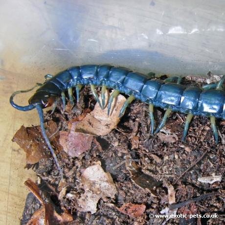 Chilean Centipede