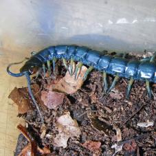 Chilean Centipede (Hemiscolopendra chilensis)