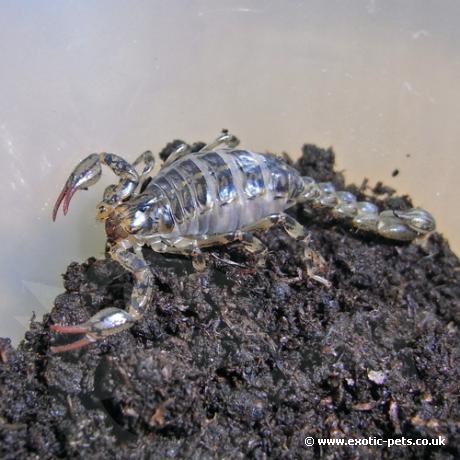 Pygmy Wood Scorpion