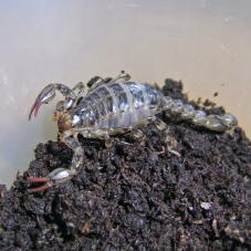 Pygmy Wood Scorpion (Urophonius granulatus)