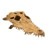 Exo Terra Crocodile Skull - Crocodile Skull