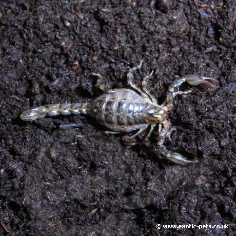 Pygmy Wood Scorpion