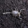 Pygmy Wood Scorpion photo