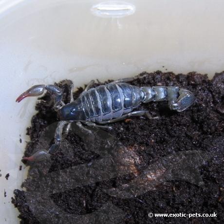 Chilean Pygmy Scorpion