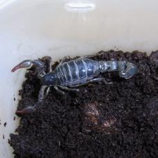 Chilean Pygmy Scorpion (Bothriuru coriaceus)