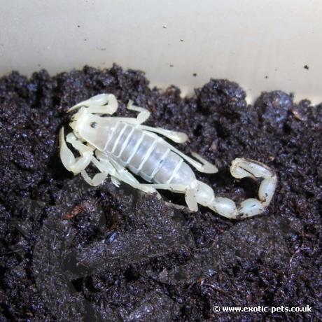 Chilean Desert Scorpion