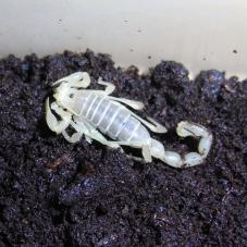 Chilean Desert Scorpion (Brachistosternus species)