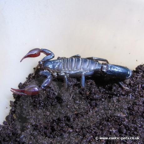 Atacama Red Pygmy Scorpion