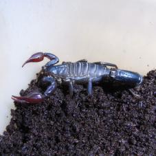 Atacama Red Pygmy Scorpion (Caraboctonus keyserlingi)