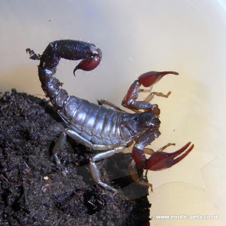 Chilean Brown Pygmy Scorpion