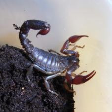 Chilean Brown Pygmy Scorpion (Bothriurus keyserlingi)