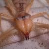 Camel Spider jaws photo