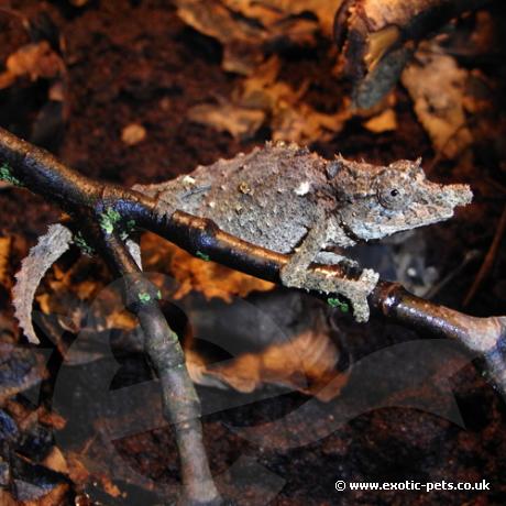 Nguru Pygmy Chameleon